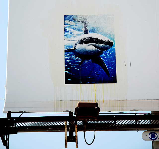 Shark poster on white billboard - Sunset Boulevard halfway between Hollywood and downtown Los Angeles
