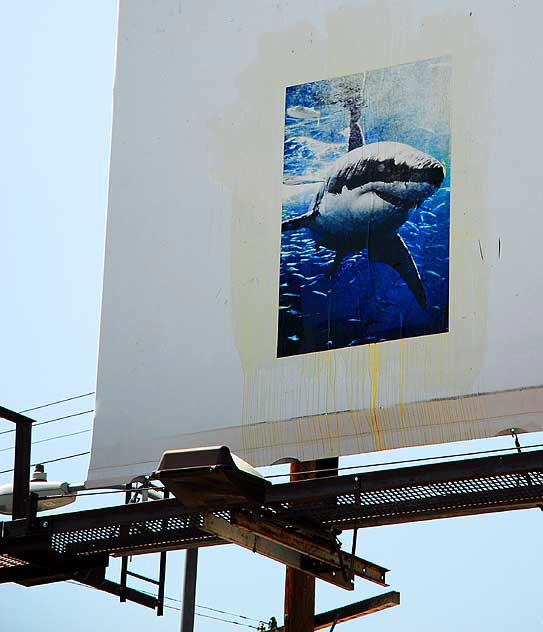 Shark poster on white billboard - Sunset Boulevard halfway between Hollywood and downtown Los Angeles