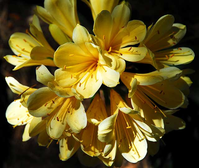 Yellow Blooms in Shade