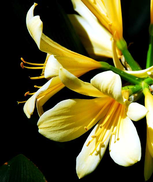 Yellow Blooms in Shade