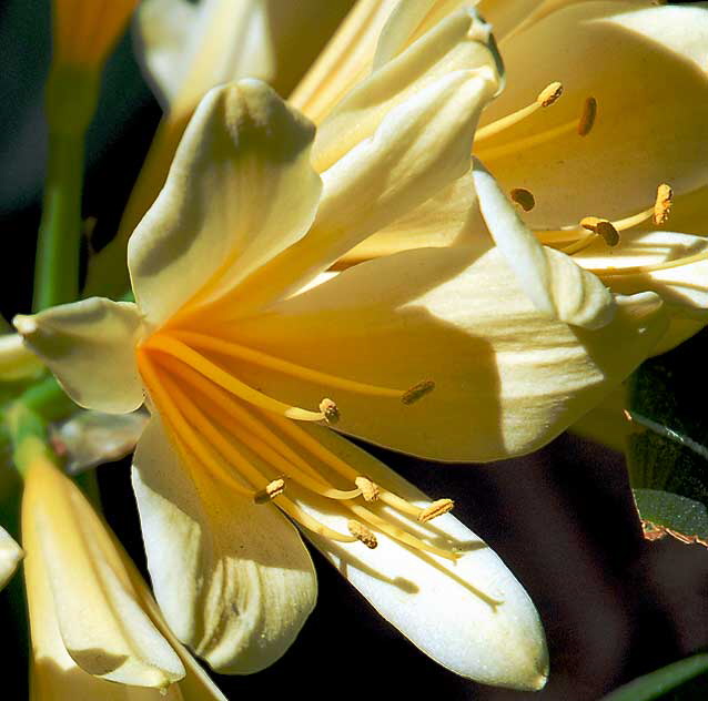 Yellow Blooms in Shade