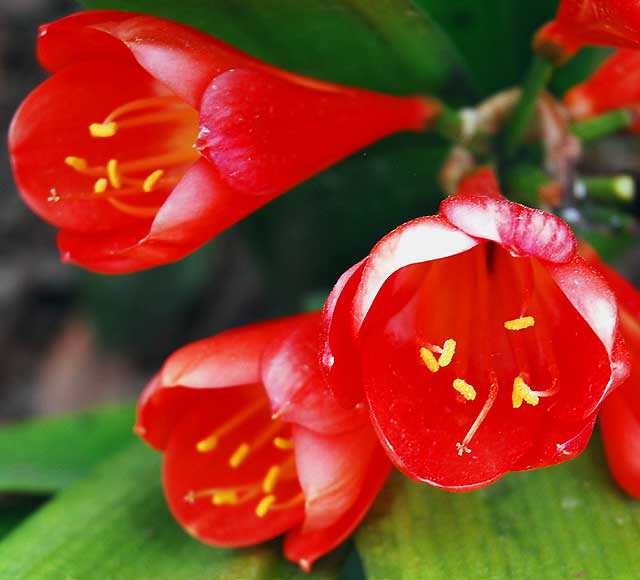 Red Blooms in Shade