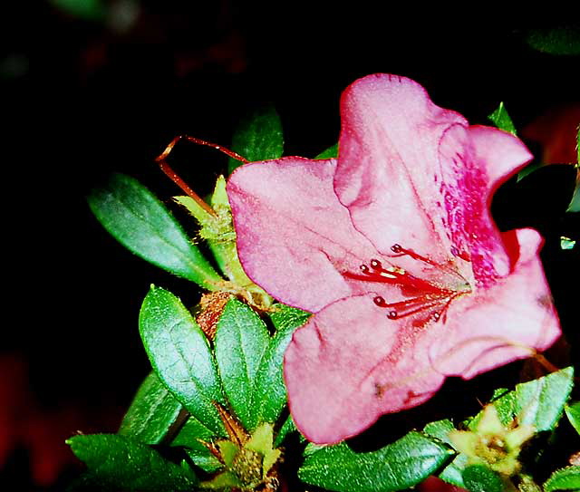 Light Red Blooms in Shade