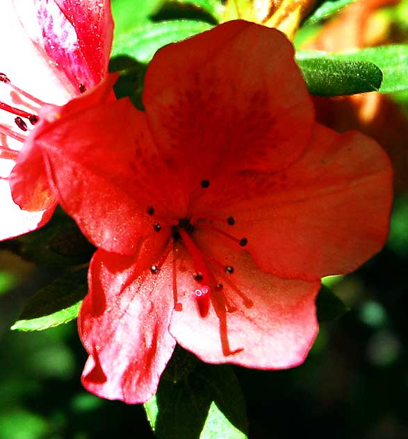 Light Red Blooms in Shade