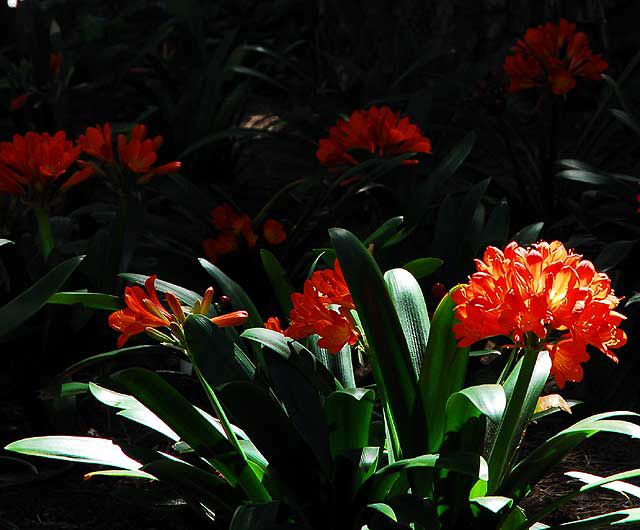 Orange Blooms in Shade