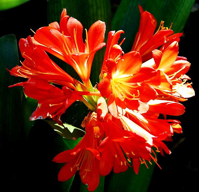 Orange Blooms in Shade