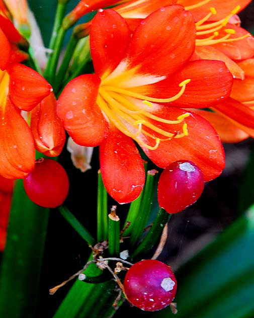 Orange Blooms in Shade