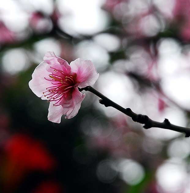 Plum Blossom