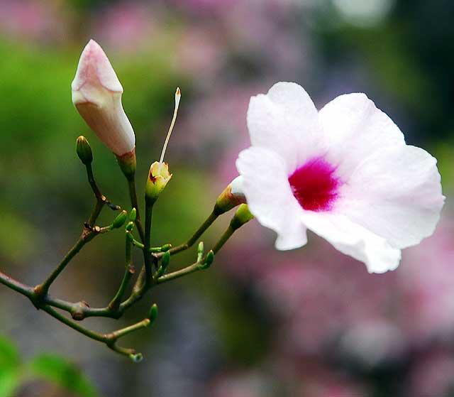 Pink and White with Bud