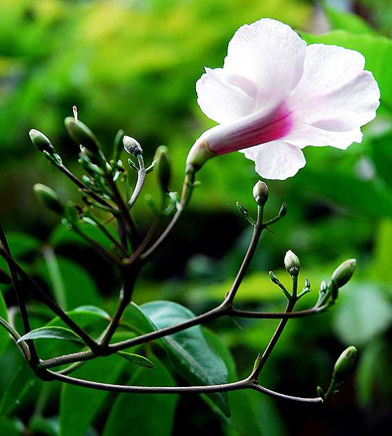 Pink and White with Buds