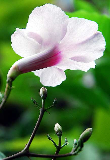 Pink and White with Buds