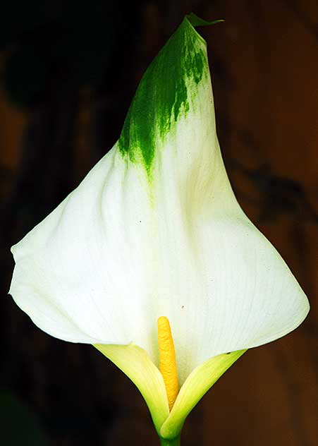 Calla Lily