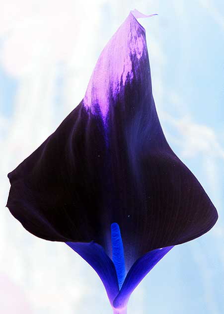 Calla Lily