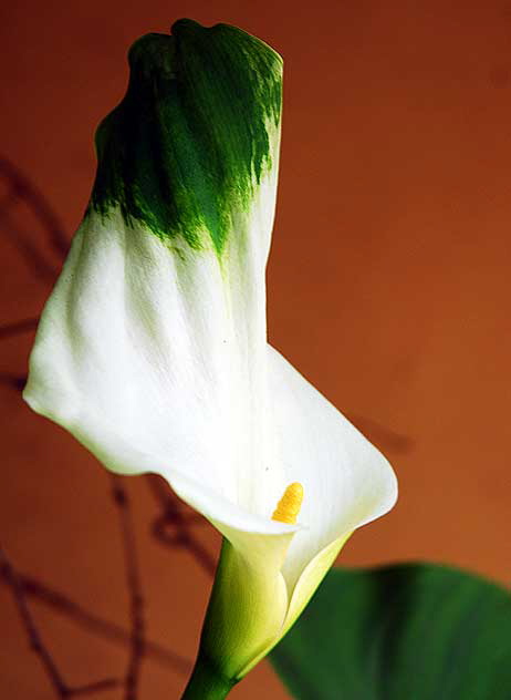 Calla Lily