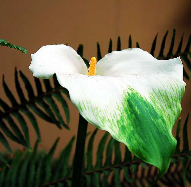 Calla Lily