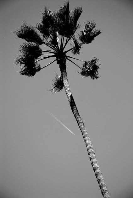 Tall Palm and Contrail