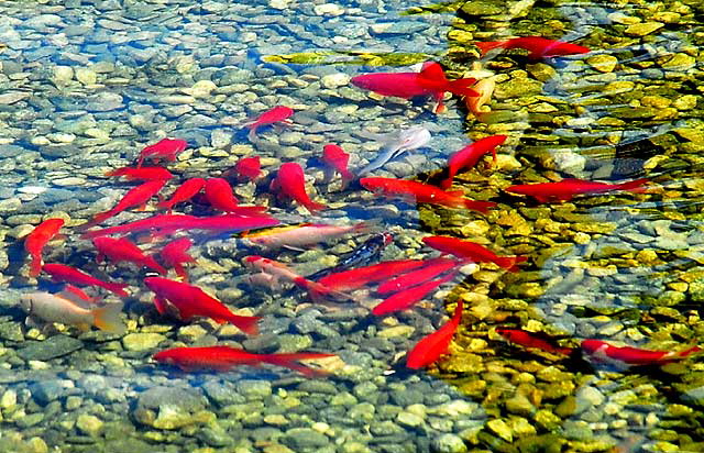 Red Koi, Will Rogers Memorial Park, Beverly Hills