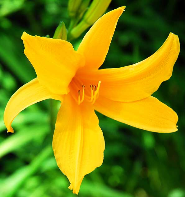 Daylily