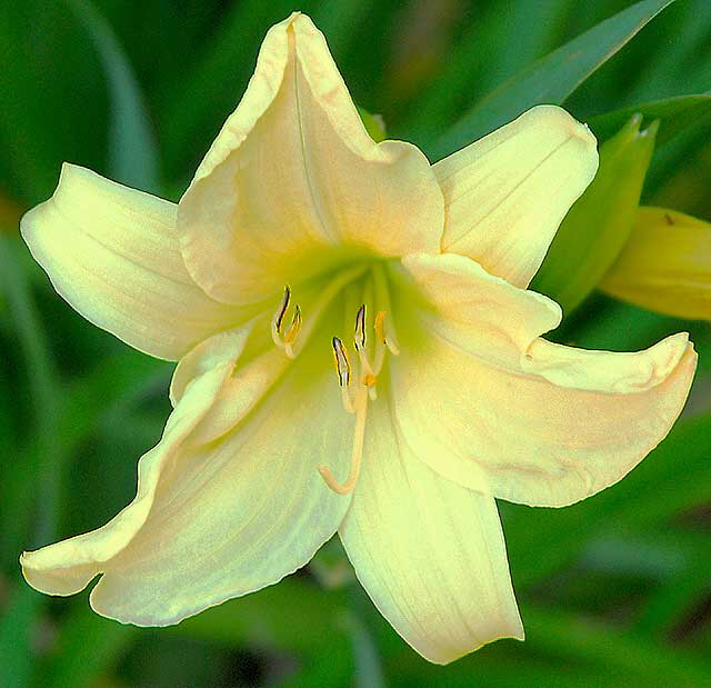 Daylily