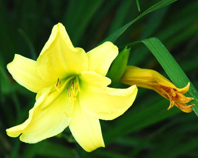 Daylily