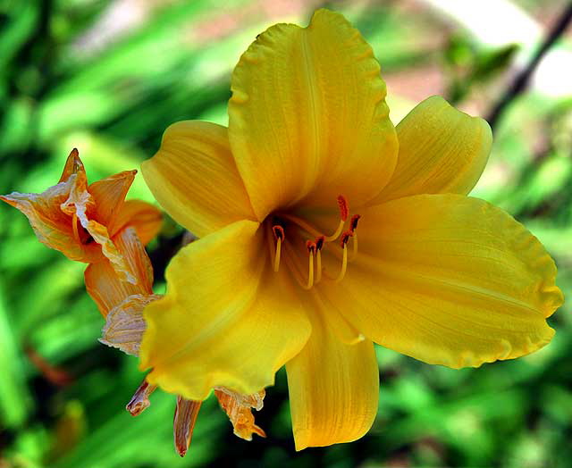 Daylily