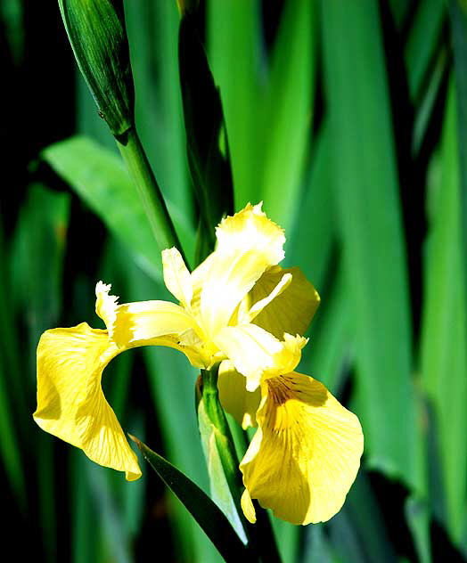 Flag Iris