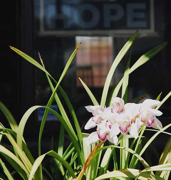 Potted orchids, Rose Avenue, Venice Beach