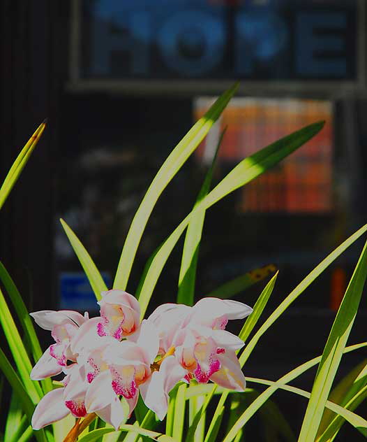 Potted orchids, Rose Avenue, Venice Beach