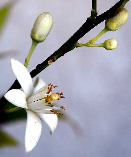 White Buds