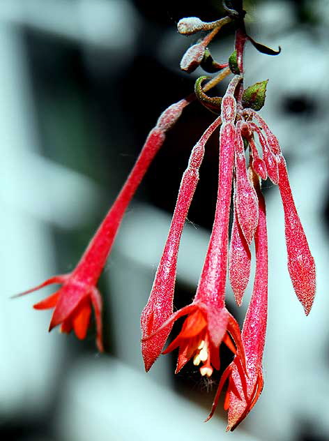 Honeysuckle