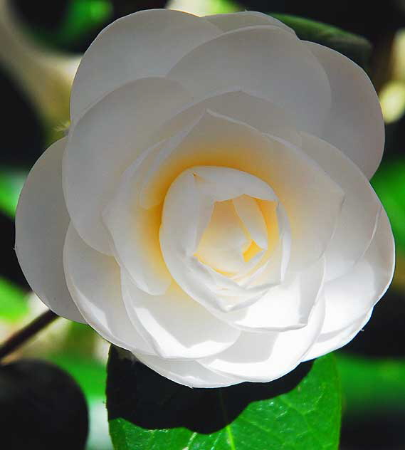 Gardenia jasminoides