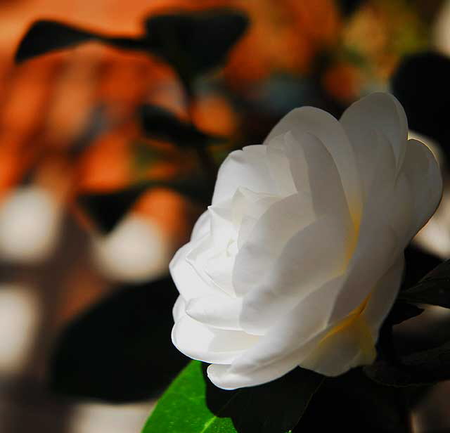 Gardenia jasminoides