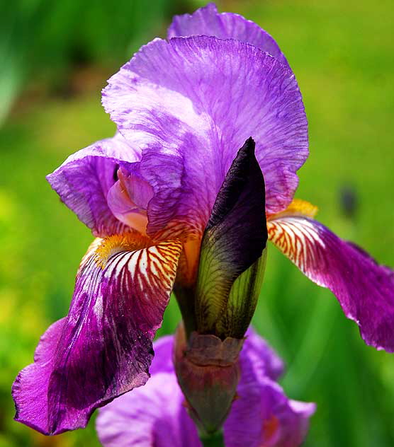 Iris 