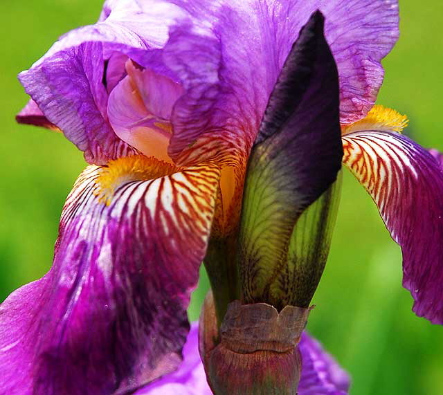 Iris 