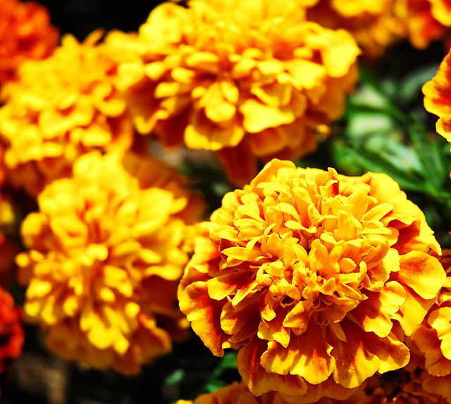 Chrysanthemums