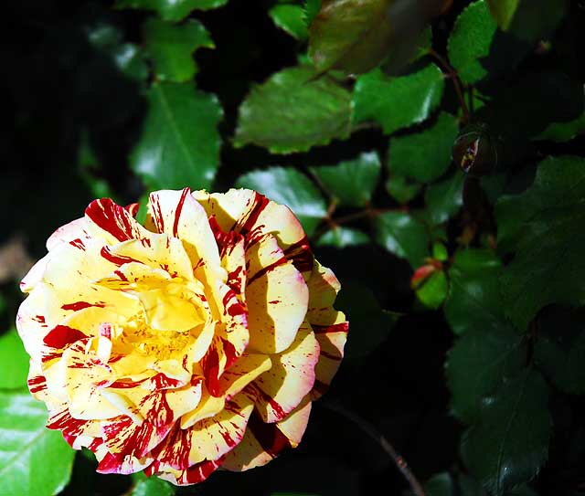 Circus Rose