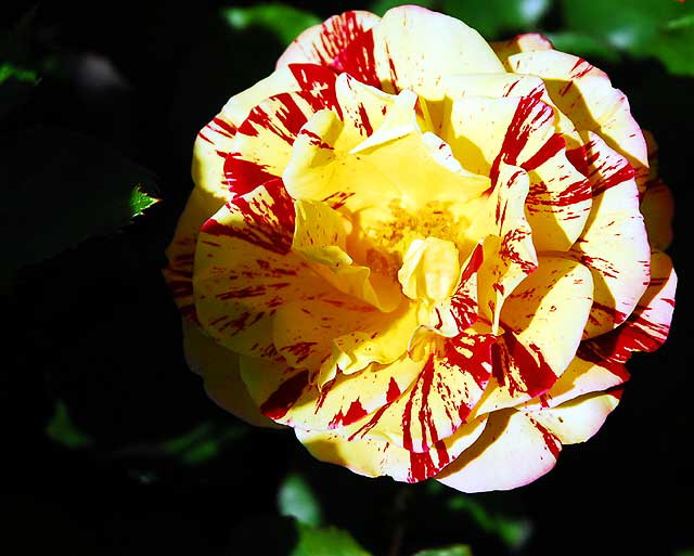 Circus Rose