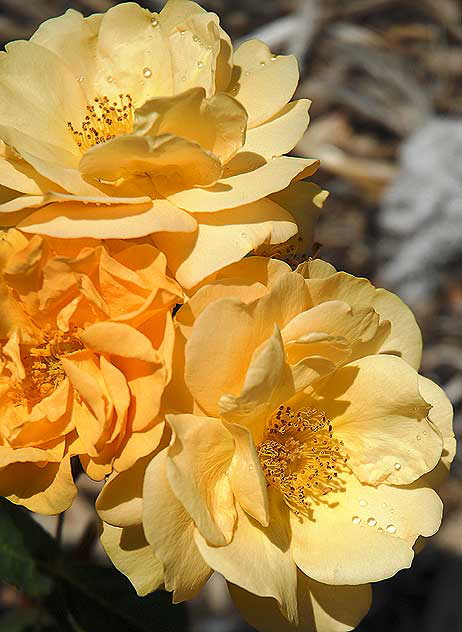 Yellow Roses, contrast levels digitally equalized