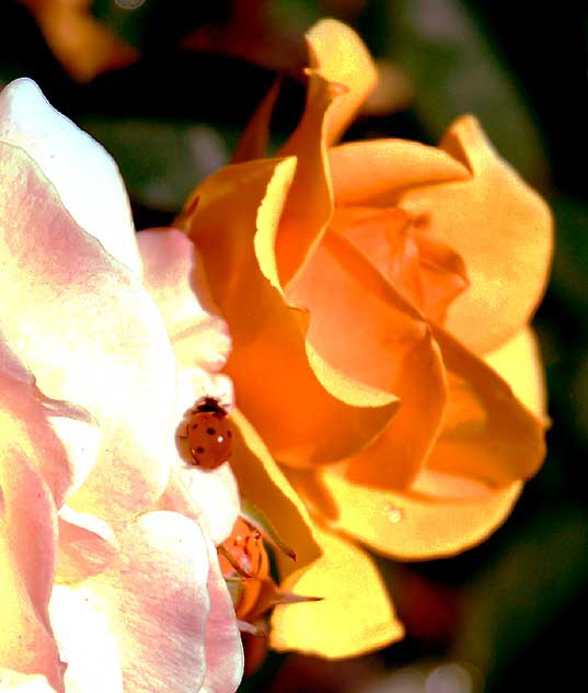 Rose and Lady Bug