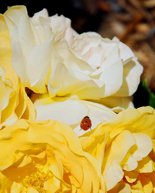 Rose and Lady Bug