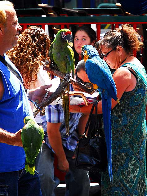 Trained Parrots on Hollywood Boulevard - in front of the Kodak Theater