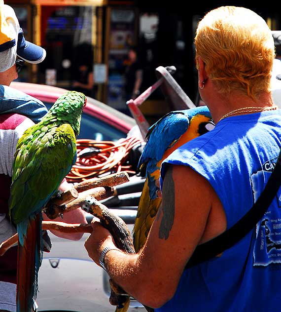 Trained Parrots on Hollywood Boulevard - in front of the Kodak Theater