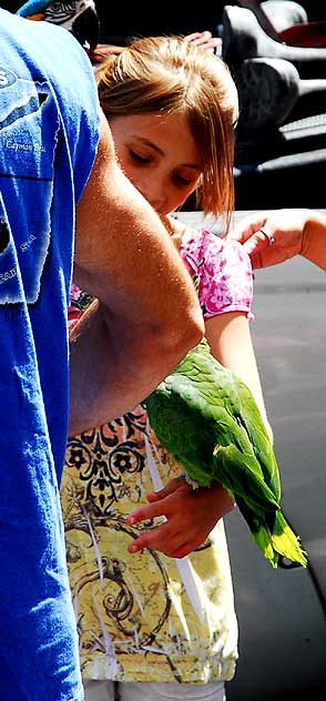 Trained Parrots on Hollywood Boulevard - in front of the Kodak Theater