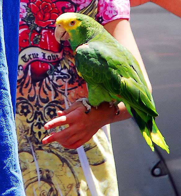 Trained Parrots on Hollywood Boulevard - in front of the Kodak Theater