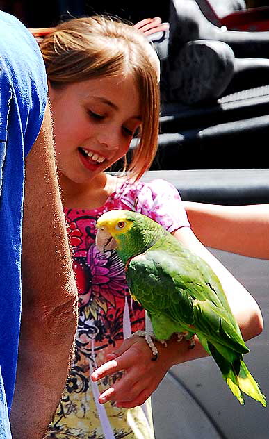 Trained Parrots on Hollywood Boulevard - in front of the Kodak Theater