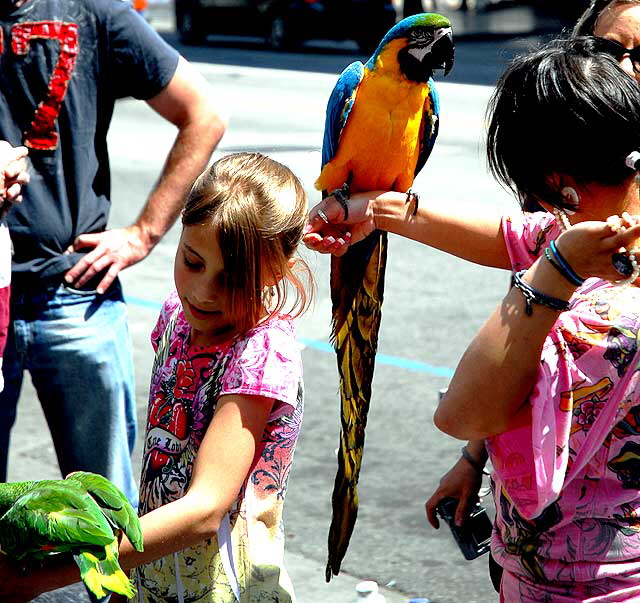 Trained Parrots on Hollywood Boulevard - in front of the Kodak Theater