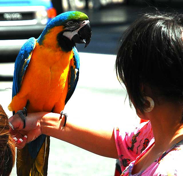 Trained Parrots on Hollywood Boulevard - in front of the Kodak Theater