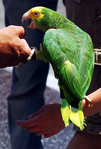 Trained Parrots on Hollywood Boulevard - in front of the Kodak Theater