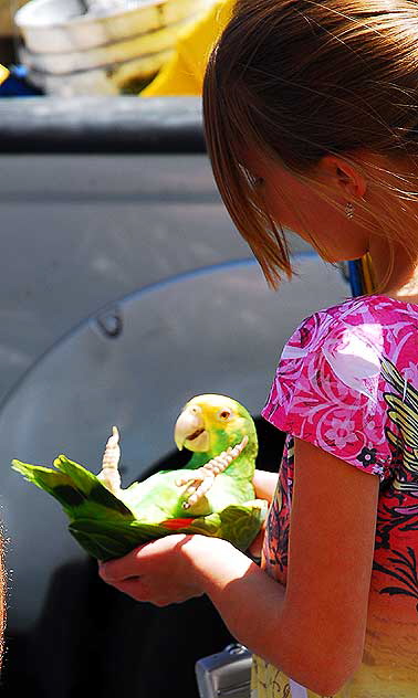 Trained Parrots on Hollywood Boulevard - in front of the Kodak Theater