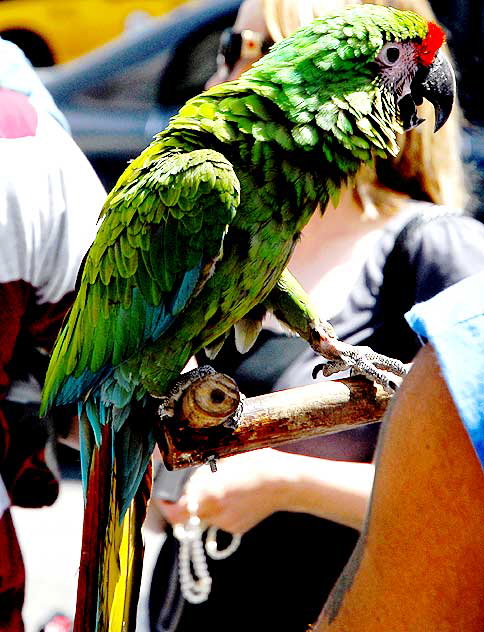 Trained Parrots on Hollywood Boulevard - in front of the Kodak Theater